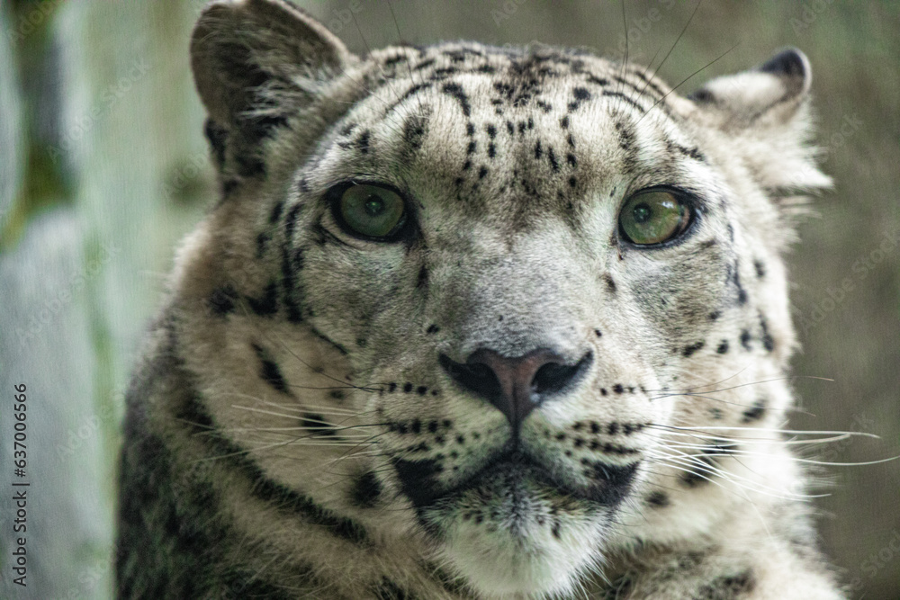 Big white Snow leopard lies with piercing yellow eyes Big white Snow leopard lies with piercing yellow eyes