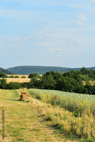 Werra-Meißner-Kreis-Natur-Landschaft-Felder-Blumen-Wald