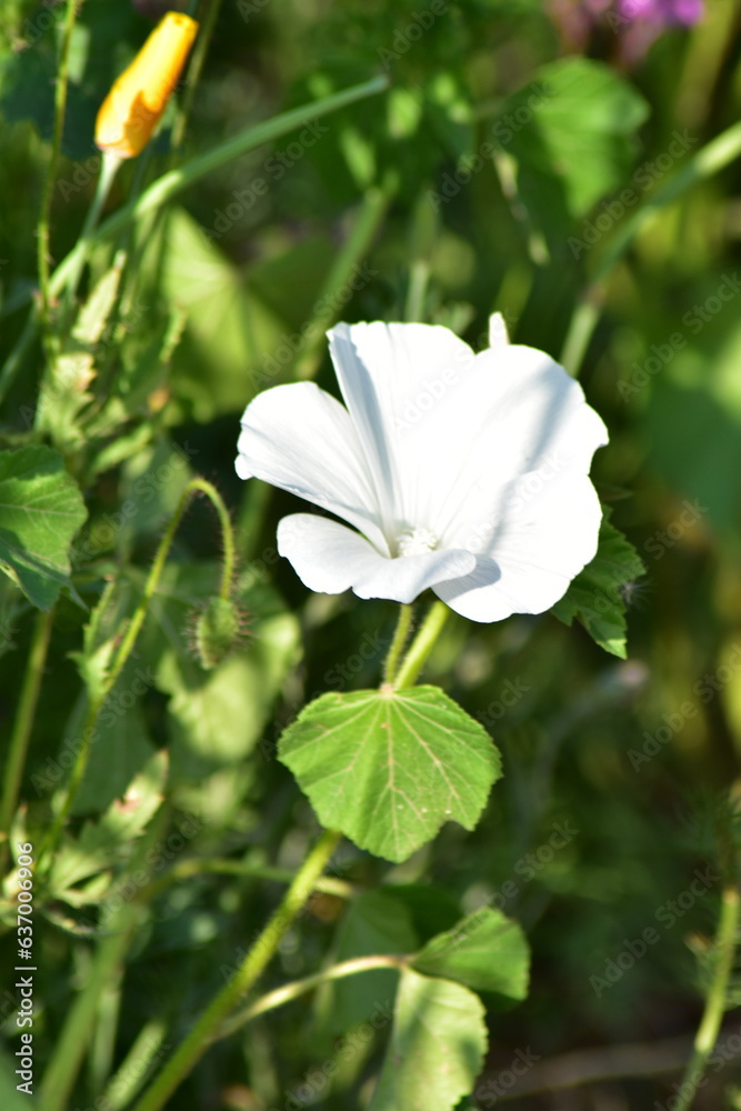 Werra-Meißner-Kreis-Natur-Landschaft-Felder-Blumen-Wald Werra-Meißner-Kreis-Natur-Landschaft-Felder-Blumen-Wald