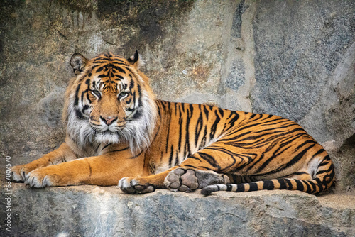 Portrait Royal Bengal Tiger. National Animal Bangladesh © Elena