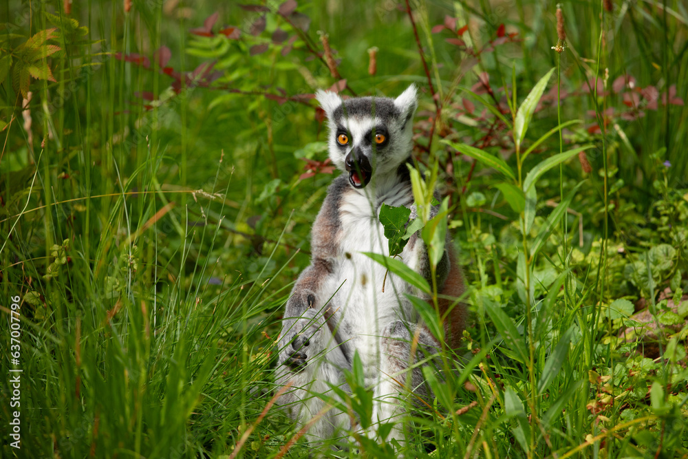 Ring-tailed lemur (Lemur catta) Berlin zoo