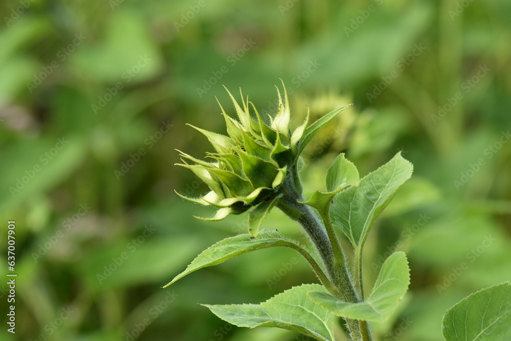 Natur-Sonneblumen-Felder-Sommer-Deutschland-Hessen-Werra-Meißner-Kreis-Hessisch-Lichtenau Natur-Sonneblumen-Felder-Sommer-Deutschland-Hessen-Werra-Meißner-Kreis-Hessisch-Lichtenau