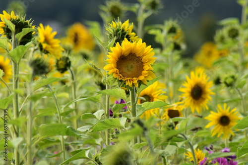 Natur-Sonneblumen-Felder-Sommer-Deutschland-Hessen-Werra-Mei  ner-Kreis-Hessisch-Lichtenau