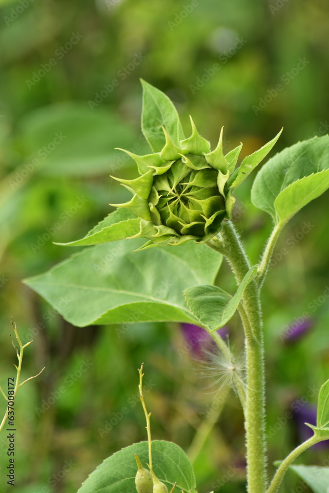 Landschaften-Natur-Blumen-Wiesen-Felder Landschaften-Natur-Blumen-Wiesen-Felder