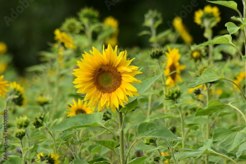 Natur-Sonneblumen-Felder-Sommer-Deutschland-Hessen-Werra-Mei  ner-Kreis-Hessisch-Lichtenau