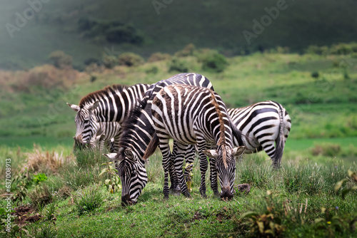 A herd of wild zebra in the savannah in the Serengeti National Park, Tanzania, Africa	