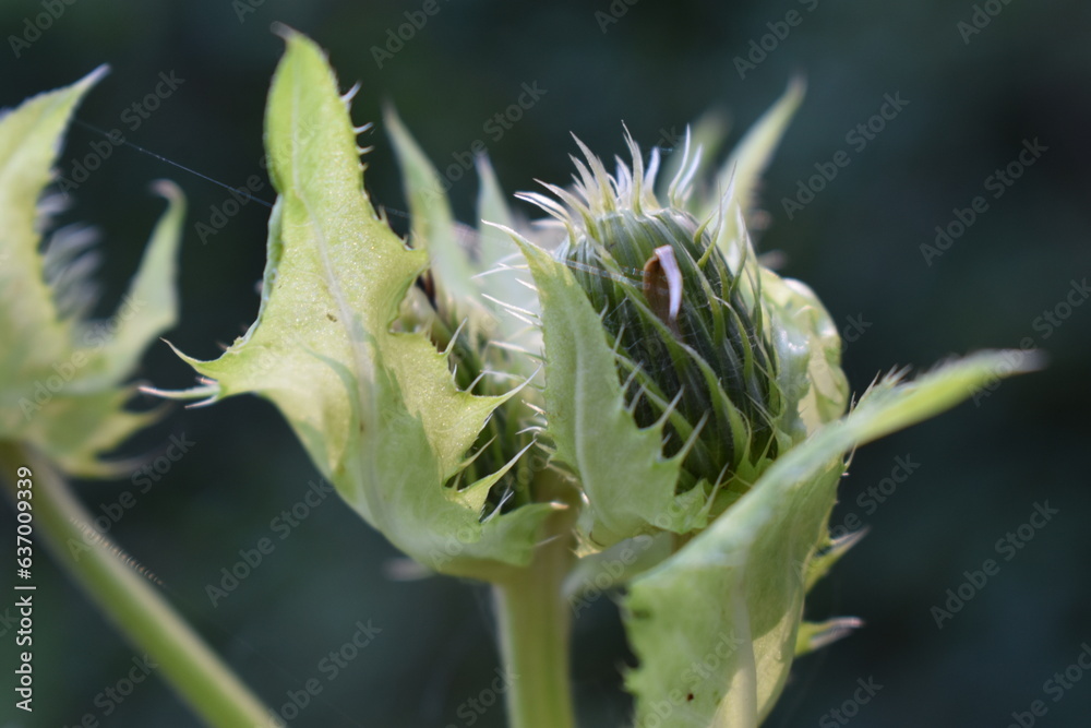 Landschaften-Natur-Blumen-Wiesen-Felder Landschaften-Natur-Blumen-Wiesen-Felder
