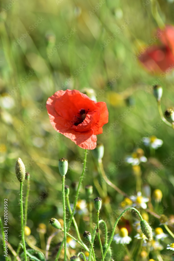Obraz premium Natur-Sonneblumen-Felder-Sommer-Deutschland-Hessen-Werra-Meißner-Kreis-Hessisch-Lichtenau
