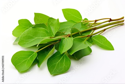 Slika na platnu Cinnamomum Camphora Leaf