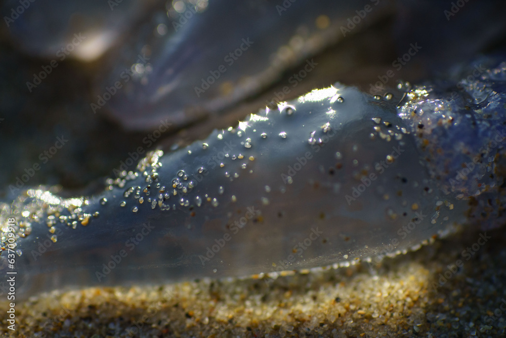 Fototapeta premium jellyfish