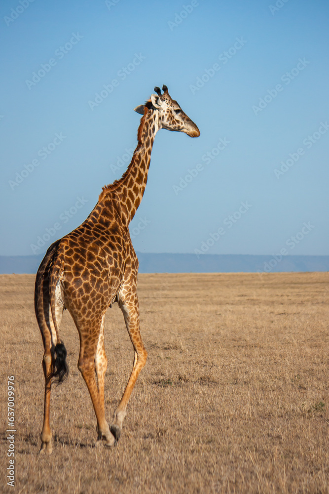 African wildlife in Kenya - Giraffe in the wild African wildlife in Kenya - Giraffe in the wild