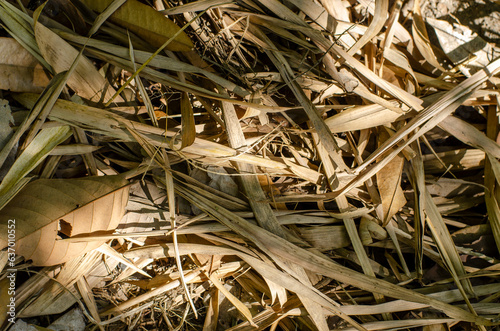 close up of grass