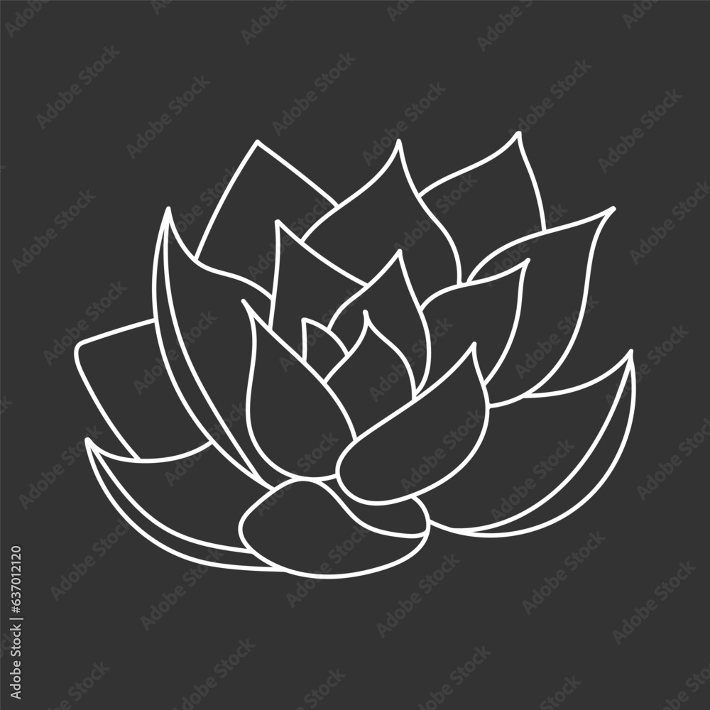Succulent echeveria in doodle style, vector illustration. Desert flower for print and design. Outline mexican plant, graphic isolated element on chalk board background. Housplant for decor interior Succulent echeveria in doodle style, vector illustration. Desert flower for print and design. Outline mexican plant, graphic isolated element on chalk board background. Housplant for decor interior