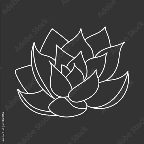 Succulent echeveria in doodle style, vector illustration. Desert flower for print and design. Outline mexican plant, graphic isolated element on chalk board background. Housplant for decor interior