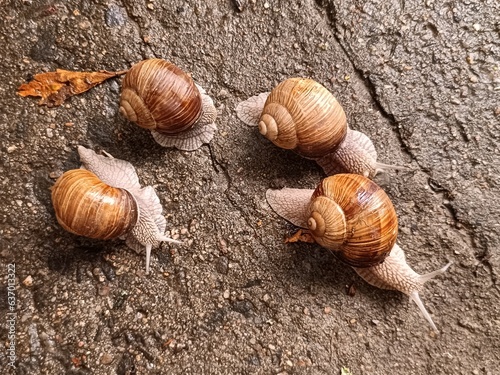 A group of cute snails crawls on wet asphalt. Photo of the snail family: large snails on the ground close-up.