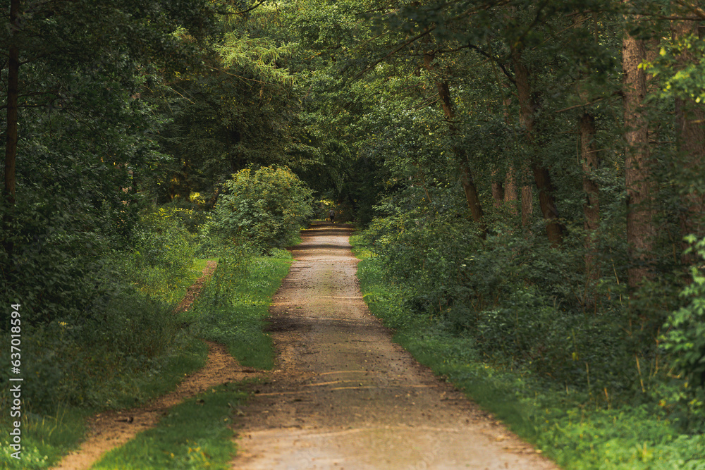 Fototapeta premium Ein langer Weg durch den Wald.