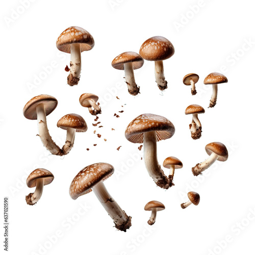 Shiitake mushroom, fungi, isolated icon, realistic, photo, 3d 