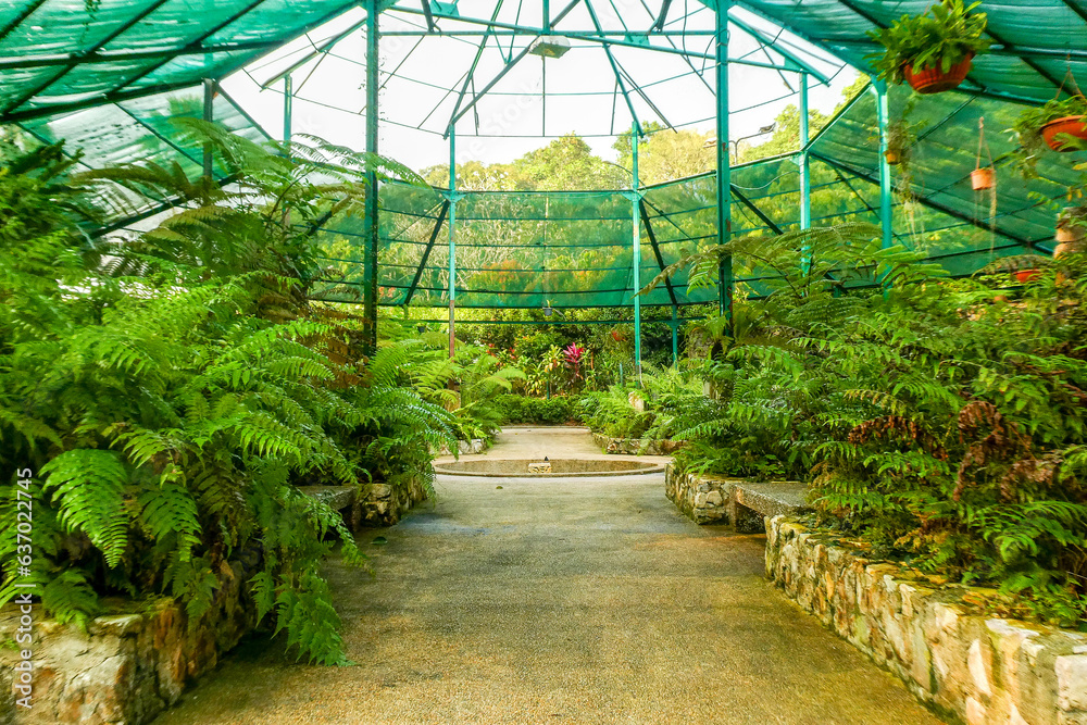 Green, tropical plants under blue, glass roof Green, tropical plants under blue, glass roof