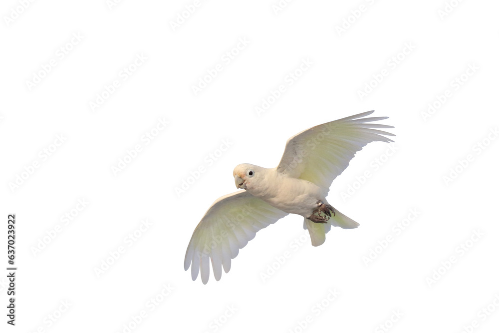 Obraz premium Beautiful of Goffin's Cockatoo parrot isolated on transparent background png file