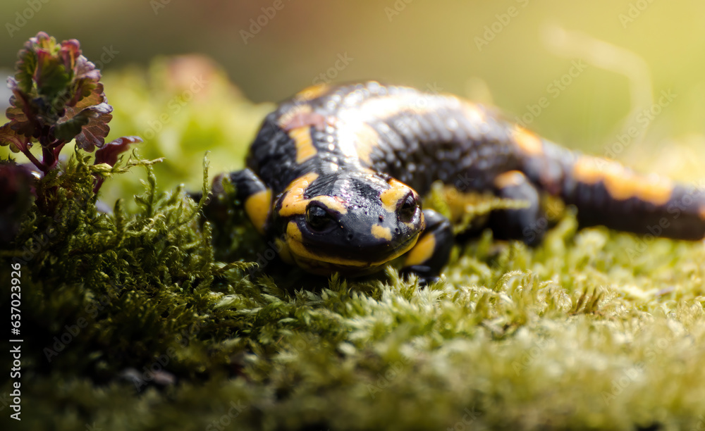 Salamandre tachetée ou Dragon des bois Salamandre tachetée ou Dragon des bois
