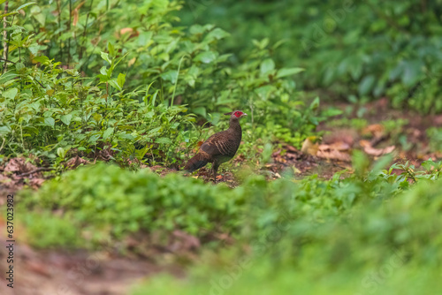 Kalij pheasant (Lophura leucomelanos lathami ) Female at Eaglenest WLS, Arunachal Pradesh, Uttarakhand, India photo