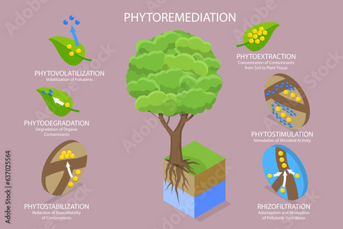 3D Isometric Flat Vector Conceptual Illustration of Phytoremediation, Educational Diagram