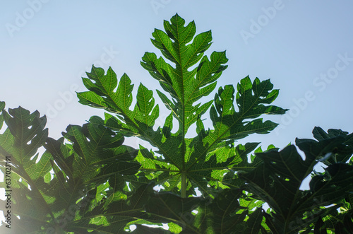 green leaves of a tree