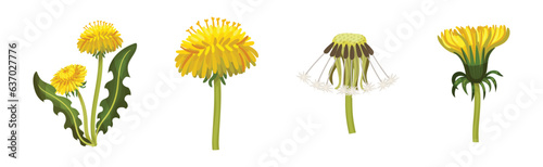 Dandelions Flower Growing on Green Stem Vector Set