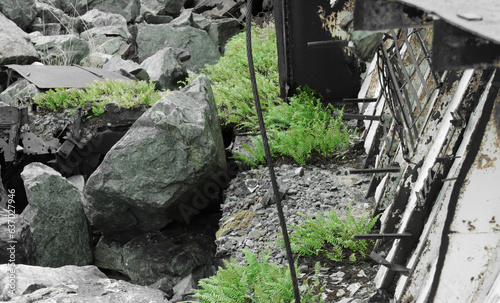 ferns growing out of the wreckage. focus on green
