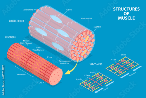 3D Isometric Flat Vector Conceptual Illustration of Structures Of Muscle , Medical Educational Diagram photo