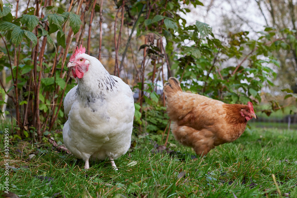 Fototapeta premium Range chickens free in garden