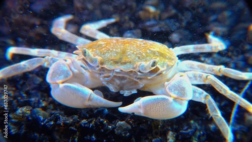 Brachinotus sexdentatus - small crab numerous on coastal stones in the Black Sea photo