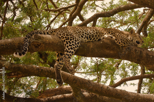 Leopard auf Baum in Serengeti. Tanzania