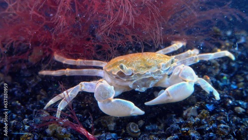 Brachinotus sexdentatus - small crab numerous on coastal stones in the Black Sea photo