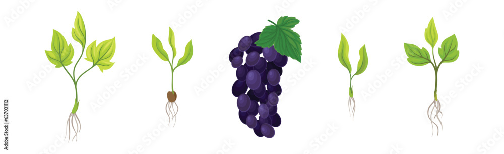 Fototapeta premium Grapevine Plant Growth with Young Sapling Development Vector Set