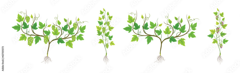 Obraz premium Grapevine Plant Growth with Young Sapling Development Vector Set