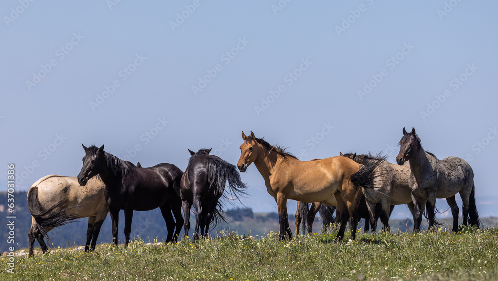 Wild Horses in the Pryor Mountains Wild Horse range Montana in Summer Wild Horses in the Pryor Mountains Wild Horse range Montana in Summer