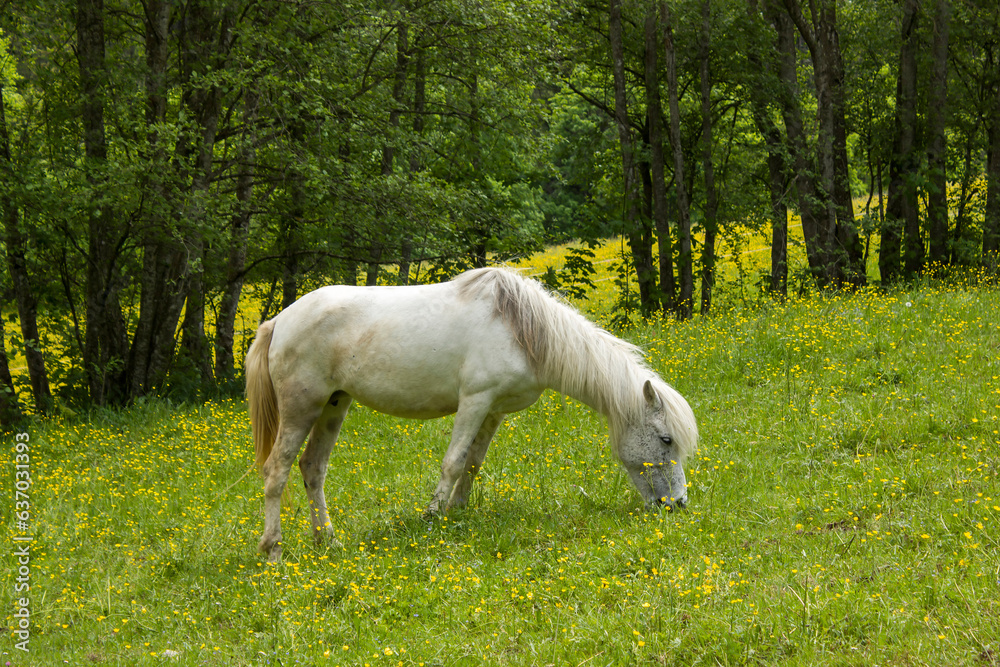 White horse in Alps - Dachstein region, Austria. White horse in Alps - Dachstein region, Austria.