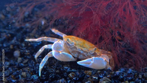 Brachinotus sexdentatus - small crab numerous on coastal stones in the Black Sea photo