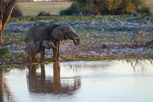 African elephant cow and calf drinking water at Okaukuejo waterhole  Etosha National Park  Namibia