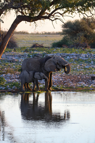 African elephant cow and calf drinking water at Okaukuejo waterhole  Etosha National Park  Namibia