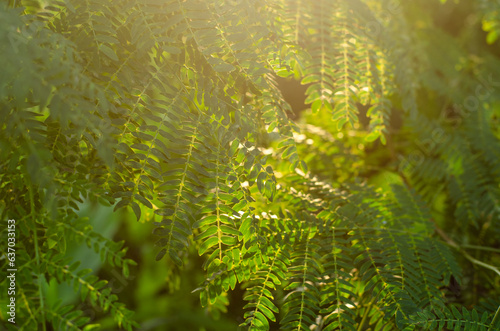 grass in the morning