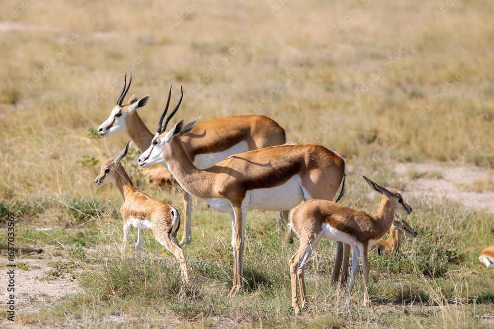 Springbok in Etosha National Park, Namibia Springbok in Etosha National Park, Namibia