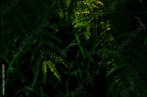 fern in the forest