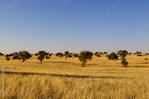 Kalahari Landscape  Kgalagadi  Transfrontier Park  South Africa