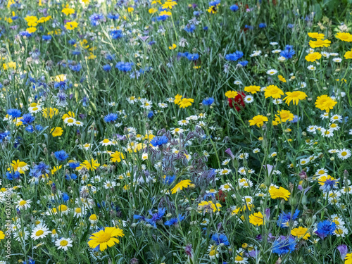 Beautiful colorful meadow of wild flowers - cornflower, borage etc.