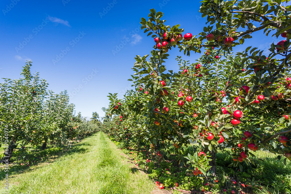 Apple orchard ready for harvesting
