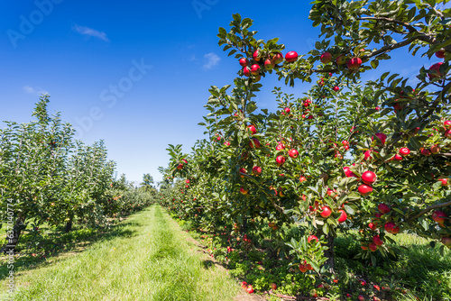 Fotografia Apple orchard ready for harvesting