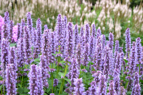 Purple Anise Hyssop in flower.