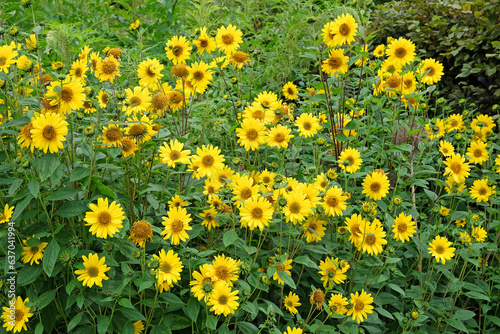 Yellow Heliopsis helianthoides  false sunflower  in bloom.